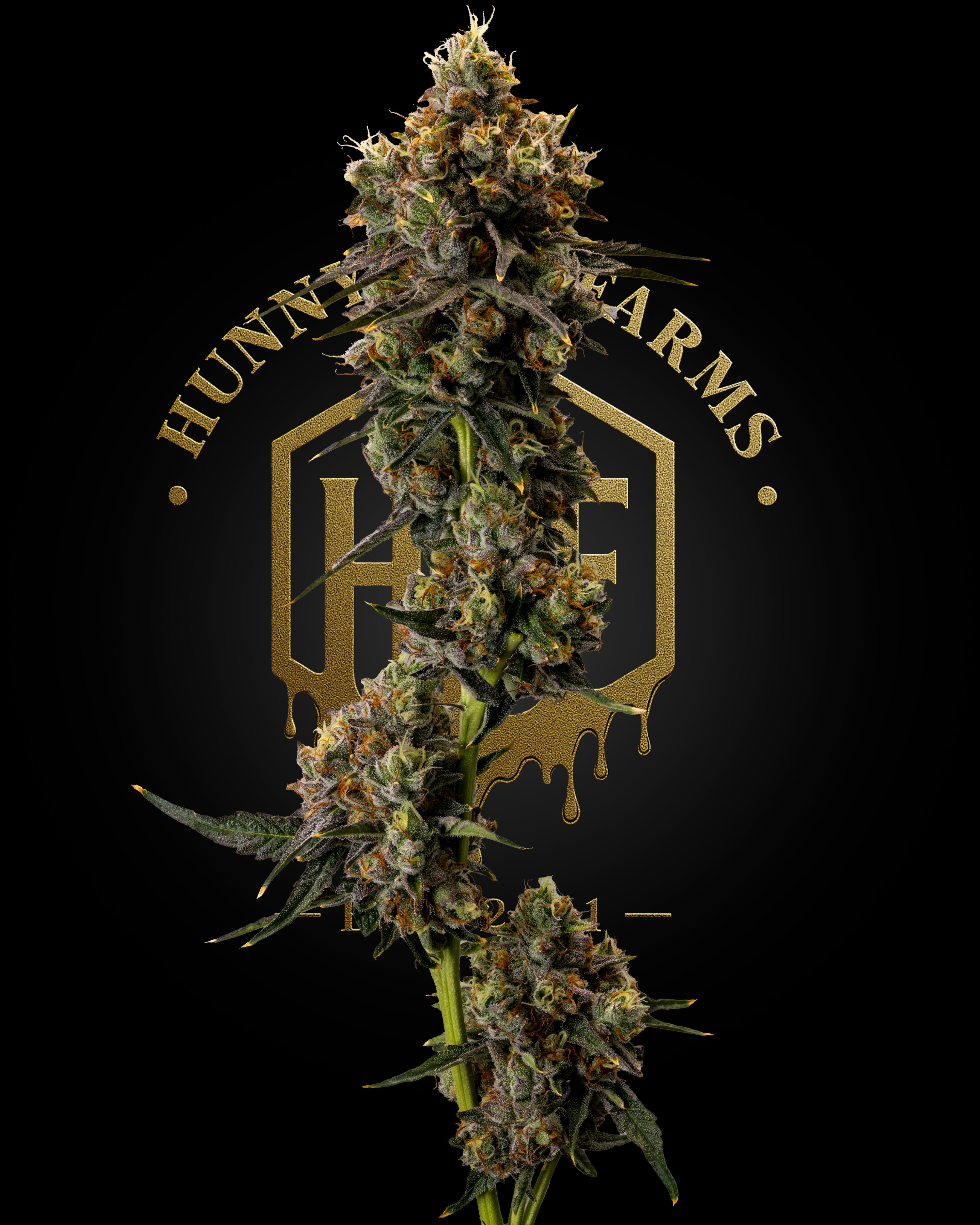 Major Payne - Hunny Pot Farms