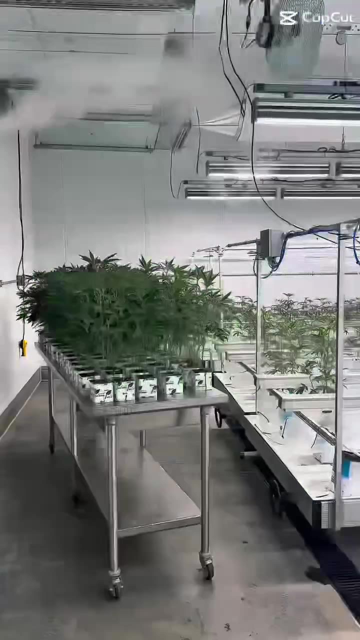 Veg room setup