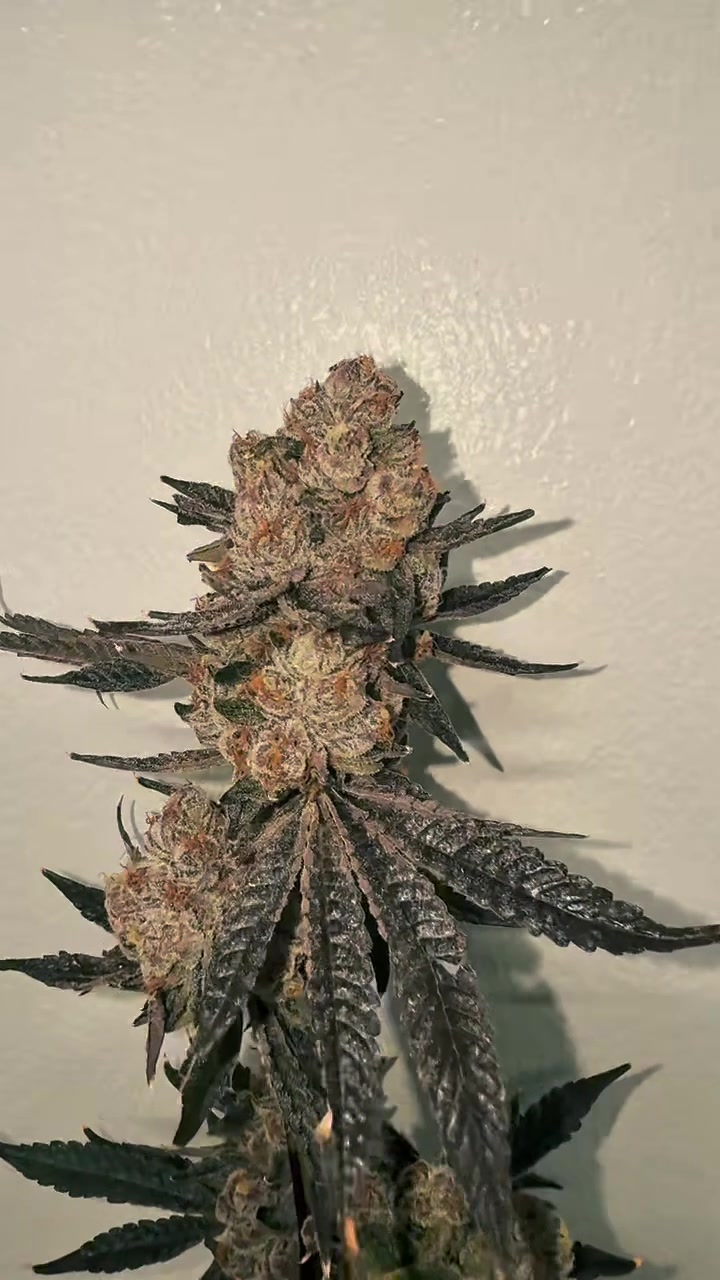 Frosty indoor bud