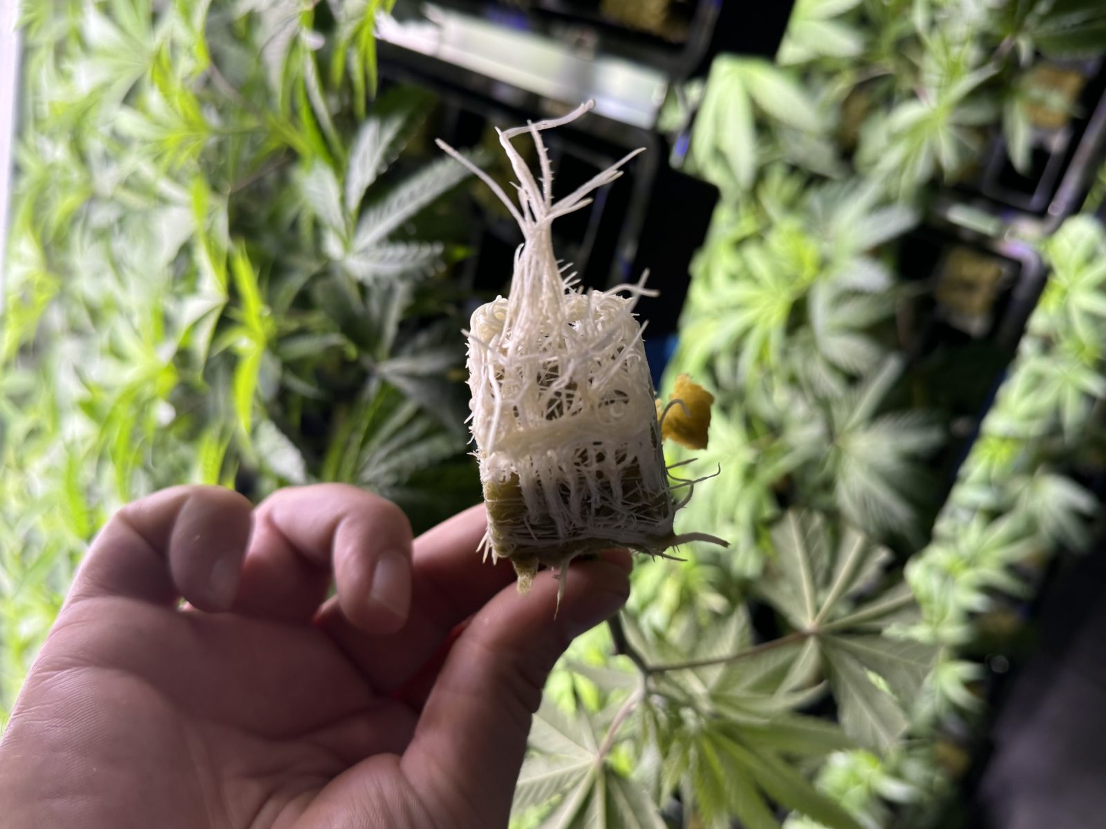 Healthy clone root system